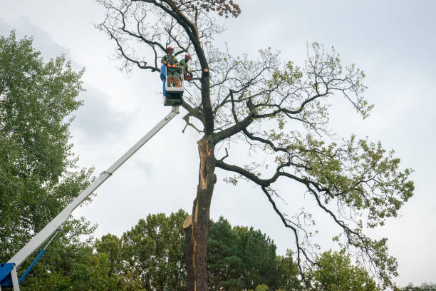 Best Firewood Processing and Delivery  in South Lancaster, MA