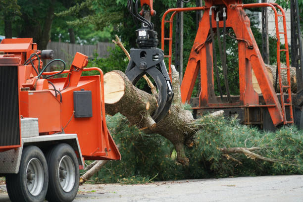 Best Lawn Watering Services  in South Lancaster, MA